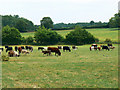 Cattle, east of Hartham Lane, Corsham