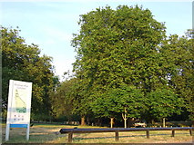 TQ3475 : Peckham Rye Common by Malc McDonald