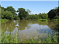 Marsh Pond at Heyshott Green