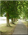 Tree-lined riverside path, Builth Wells