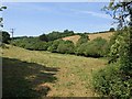 Barberry Water valley