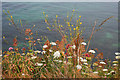 Cliff-top flowers