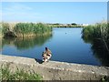 Mallard in RSPB reserve, Weymouth