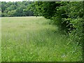 Woodland edge near Winterborne Stickland