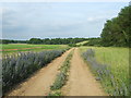 Footpath To Lackford