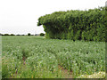 Crop Field near Oldhouse Bridge