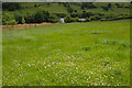 Field above Llyn y Fan