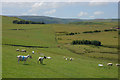 Sheep on the hill