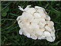 Whelk Egg Cases