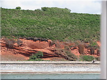 SX9777 : Red sandstone cliffs east of Dawlish by Sarah Charlesworth
