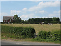 SJ7366 : Cows in a field off Brereton Lane by Stephen Craven