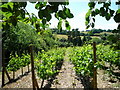 Frithsden Vineyard