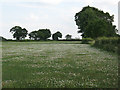 SJ7268 : Field of clover off Lily Lane by Stephen Craven