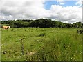 Loughloughan Townland