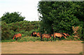 Ponies on Turbary Common