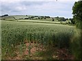 Wheatfield above Monksilver