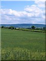 Wheat field at Bullamoor