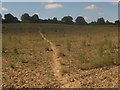 Footpath towards Ide Hill