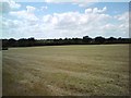 Harvested field