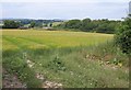 Field of barley, Langton Lodge