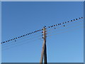 Brean : Blackbirds on the Wire