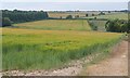 Barley near Pimperne