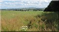 Oilseed rape field, Homebank