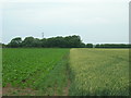 SK7340 : Mixed crops off New Lane by JThomas
