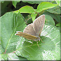 Ringlet butterfly