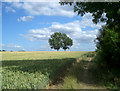 Two Trees on Rabbits Hill