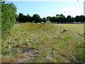 Sheep pasture near Moat Farm