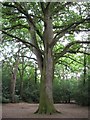 SZ0197 : Old Oak in Delph Woods by John Palmer
