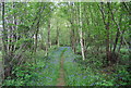 Bluebells by the path in the woods