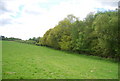 Woodland and field near Lane End Farm