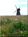 TQ3602 : Wild flowers by Rottingdean Windmill by Peter Whitcomb