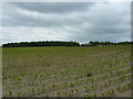 Field of corn shoots