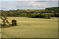 Wheat fields at Gattonside