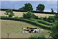 Mid Devon : Cows on the Hillside