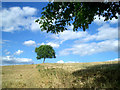 One tree on Rabbits Hill