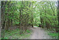 Footpath across Fletching Common