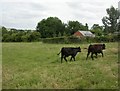 Upper Brailes, heifers