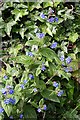 Green Alkanet (Pentaglottis sempervirens)