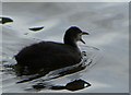 Young Coot calling on Fendrod Lake, Swansea