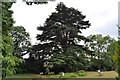 Cedar tree outside Tutshill House (now part of St. Johns on the Hill school)