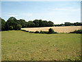 Fields of Buckhurst Road