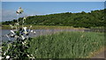 River Usk Reedbeds