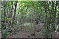 Coppicing at Wayland Wood