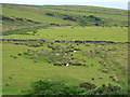 NR6942 : Moorland grazing by RH Dengate