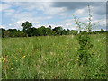 Fields near Downe (2)