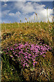 Wild Thyme (Thymus serpyllum)